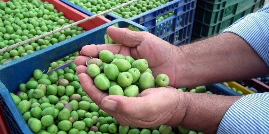 Aydın’da kırma zeytin hasadı başladı