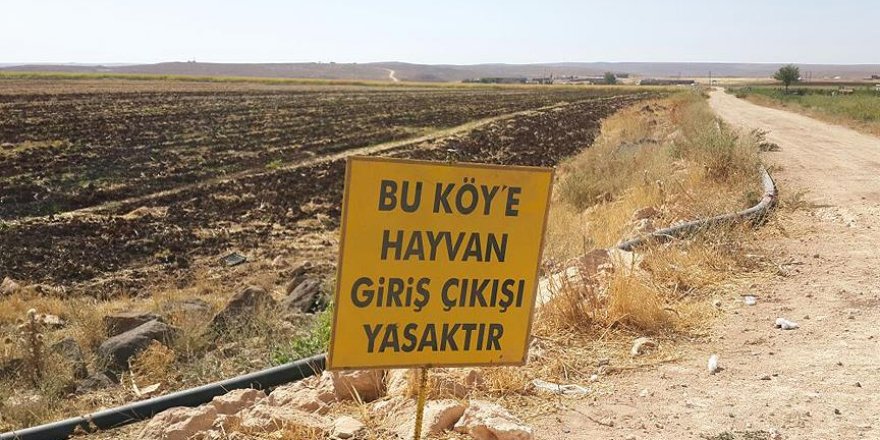 Siverek'te kuduz karantinası