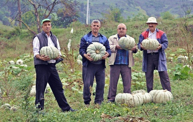 Sakarya’da balkabağı hasadı başladı