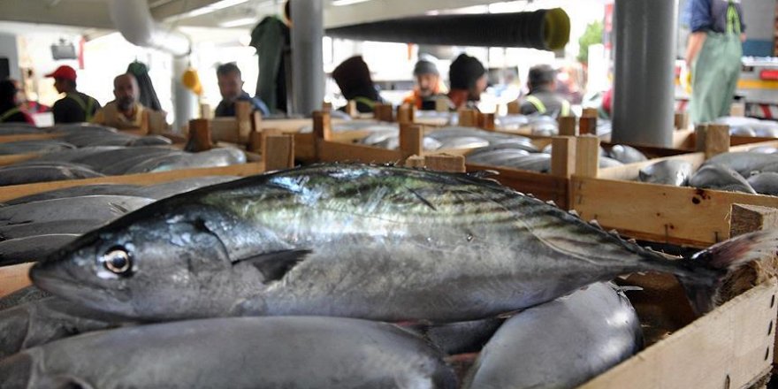 Bir ayda geçen sezondan 20 kat fazla palamut avlandı