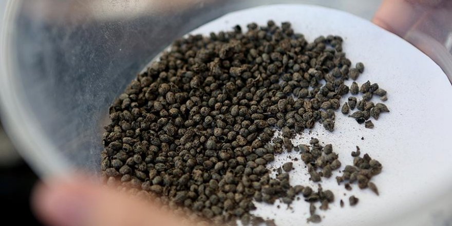 Yassıtepe’de 5 bin yıllık üzüm çekirdekleri bulundu