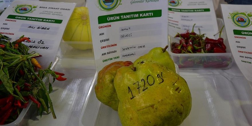 1 kilo 720 gram ağırlığında armut yetiştirdi