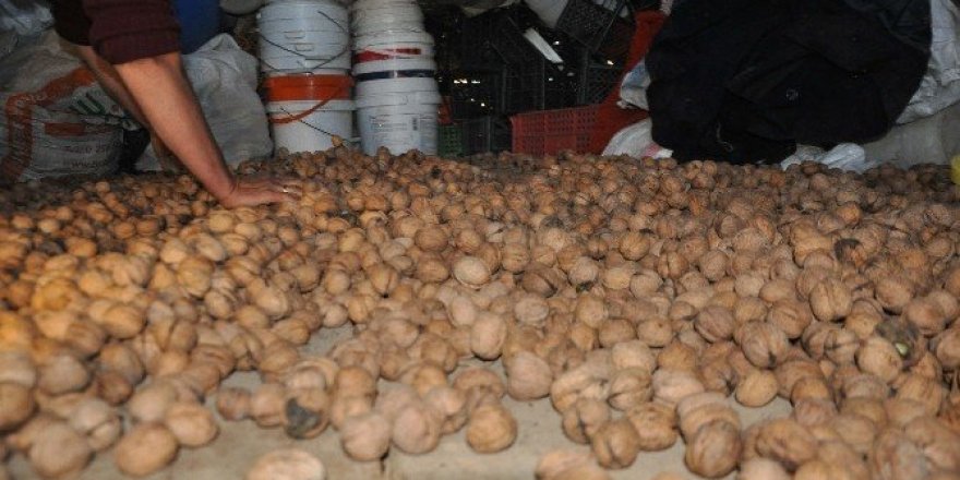 400 yıllık ceviz ağaçlarında hasat başladı