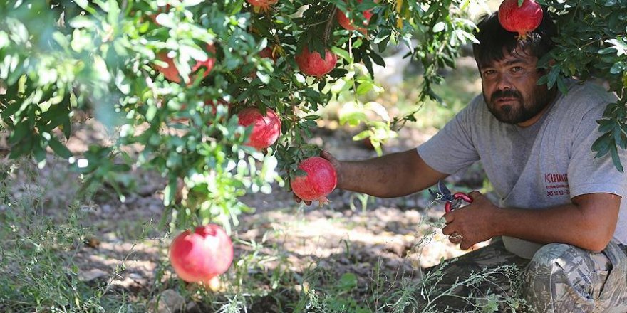 Nar üreticilerinden düşük fiyat tepkisi