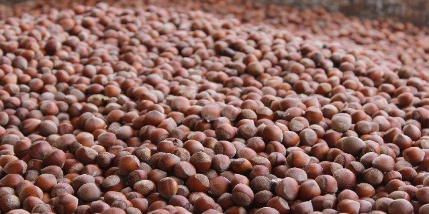 Fındıkta sezonun en düşük fiyatı