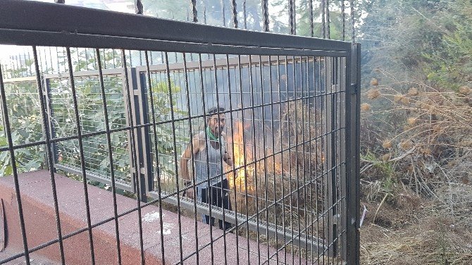 Tartıştığı şahıslara kızıp çam ağaçlarını yaktı