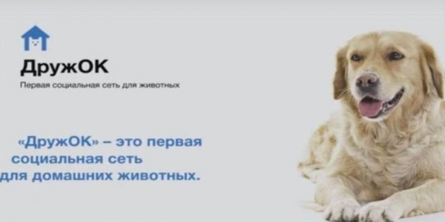 Rusya'da köpekler için 'Facebook' geliyor