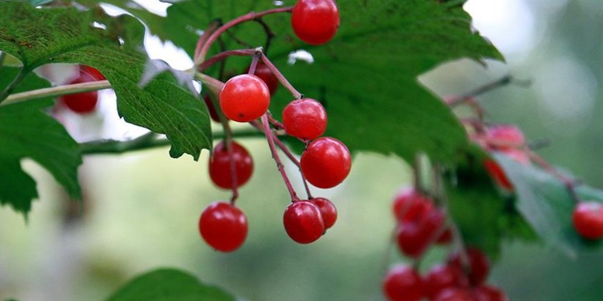 'Gençlik iksiri' gilaburu dünyaya açılacak