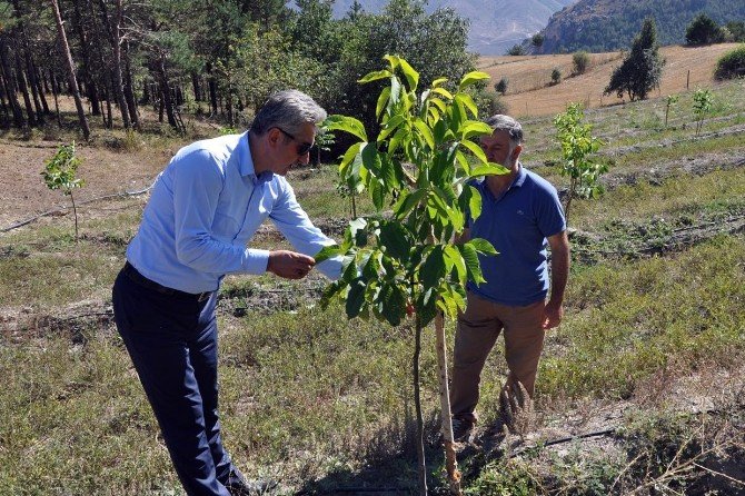 Gümüşhane’de yıllarca yanlış tür ceviz dikilmiş