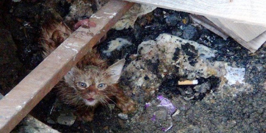 Vatandaşların kedi kurtarma operasyonu
