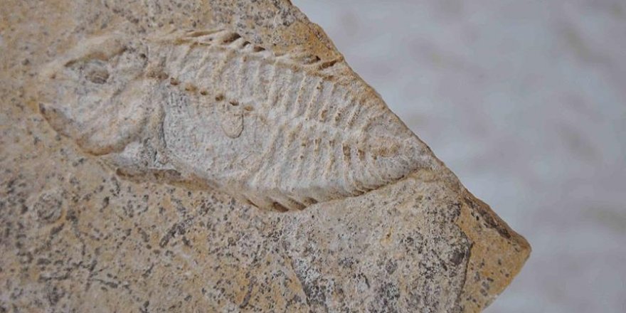 Dinozorlar döneminden kalma kılıç balığı fosili bulundu