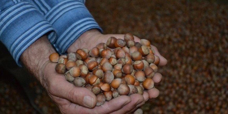 Fındıkta düşüş devam ediyor