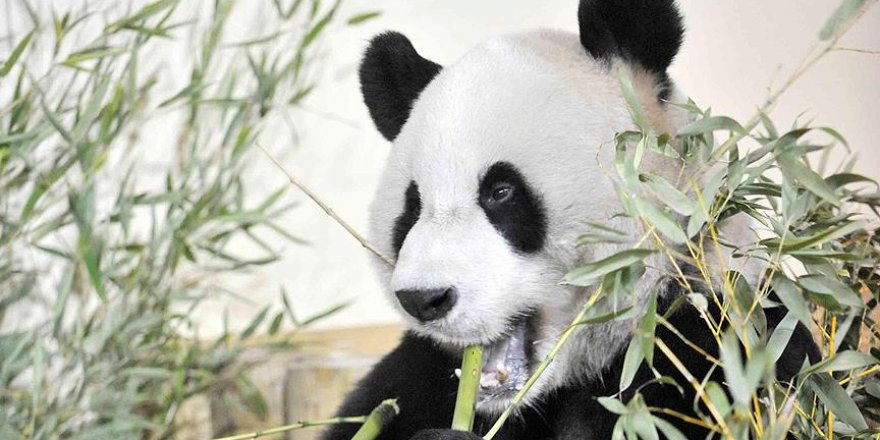 Dünyanın en yaşlı pandası öldü