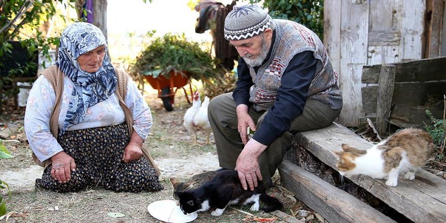 Kedileri 'evlat sevgisi'yle besliyorlar