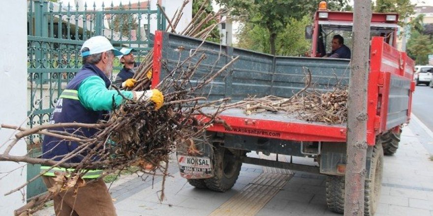 Sakarya’da ağaçlar budanıyor