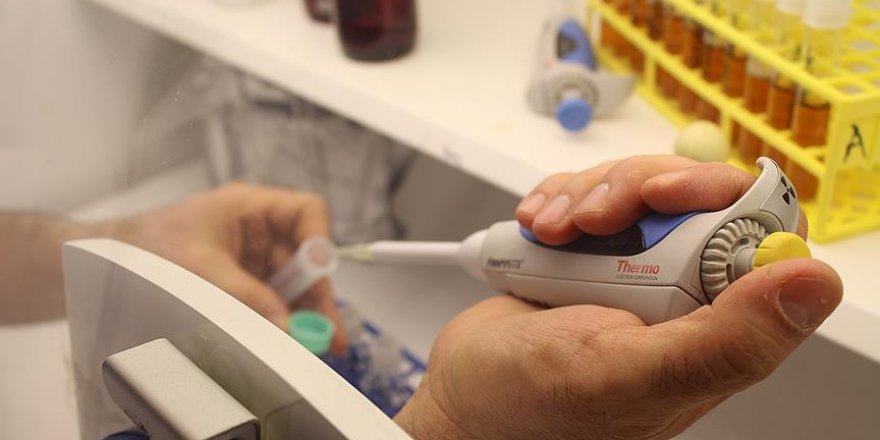 Tazmanya canavarının sütü 'süper bakterilere' karşı silah olabilir