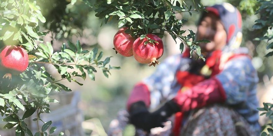 Nar hasadında tercih 'narin eller'