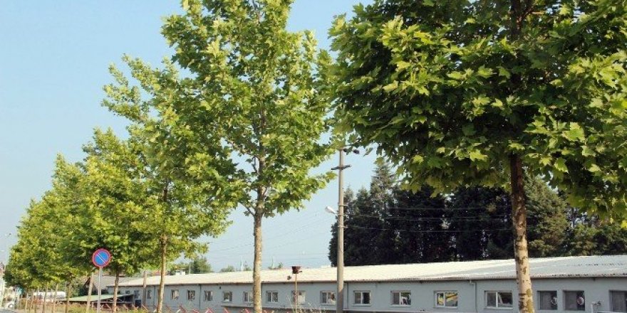 Sakarya’da 2 bin 300 çınar fidanı toprakla buluştu
