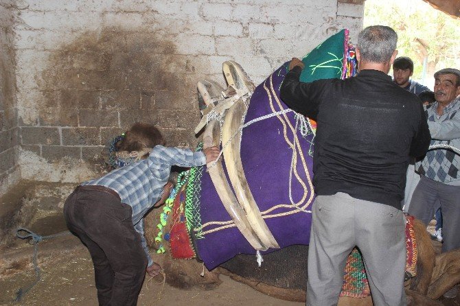 Aydın’da develere törenle havutları giydirildi