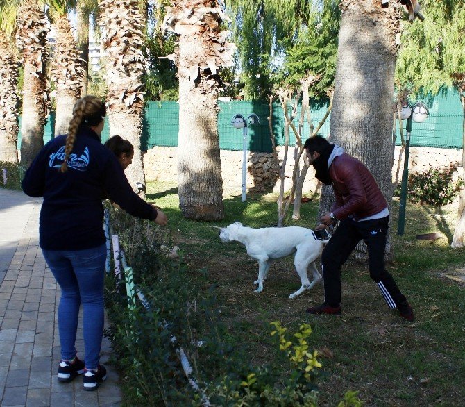Yangından kurtarılan köpek mutluluk yaşattı