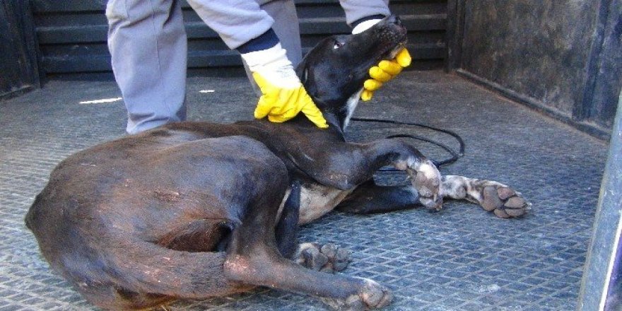 Yaralı köpek için ambulans çağrıldılar