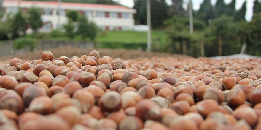 'Fındıkta yıllardan beri marka oluşturamadık'