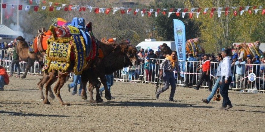 Aydın’da develer sahaya indi