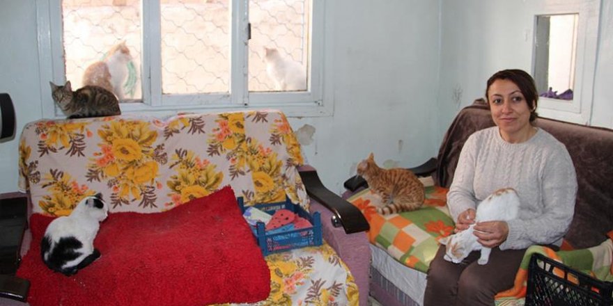 İki katlı evini sokak kedilerine tahsis etti