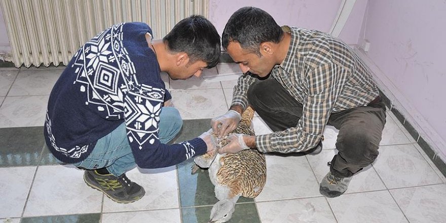 Tunceli'de yaralı toy kuşu bulundu