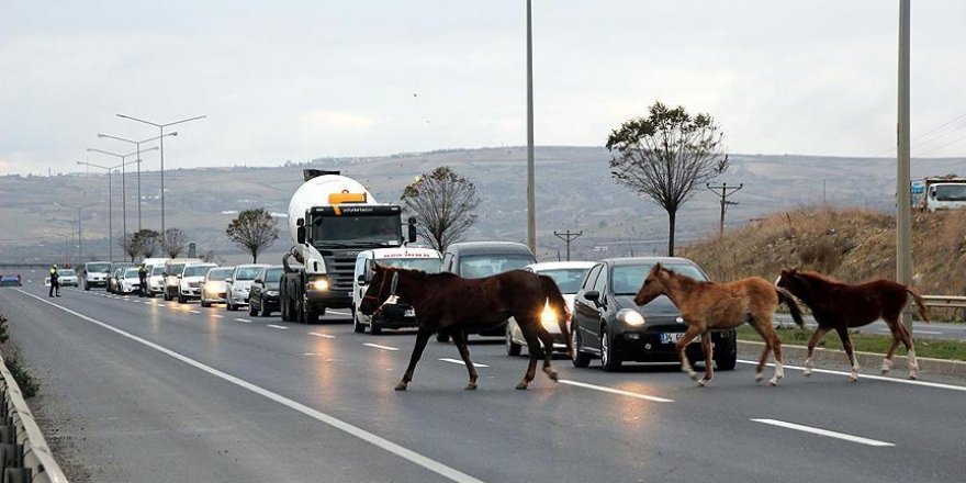 Yola çıkan atlar sürücülere zor anlar yaşattı