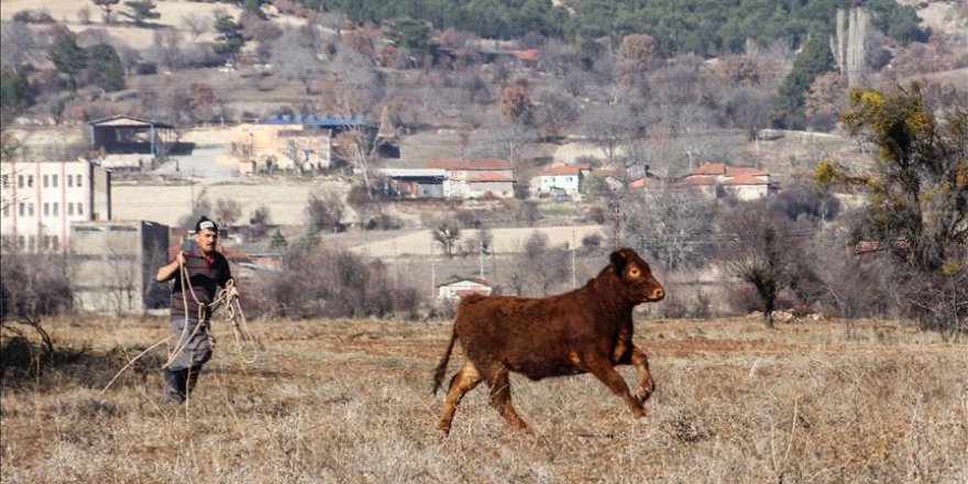 Törenden kaçan boğa 4 saatte yakalandı
