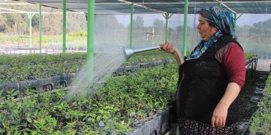 Mersin’de 10 yılda 89 milyon 463 bin fidan üretildi