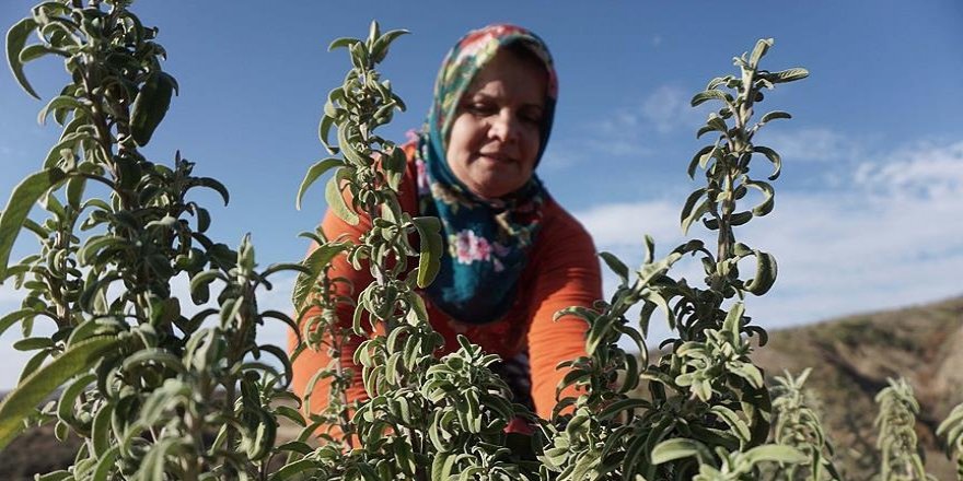 Ganos Dağı eteklerinde ada çayı hasat mesaisi