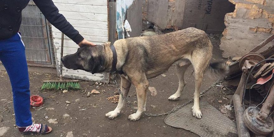 Otomobile bağlanarak sürüklenen köpek sahibinden alındı