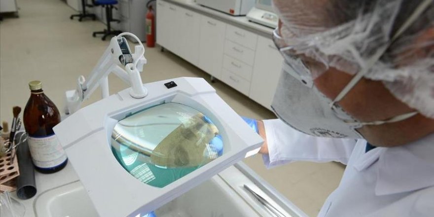 Çin'de yeni RNA virüs türleri keşfedildi
