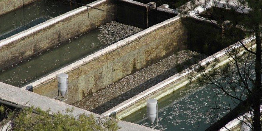 Muğla’da milyonlarca balık telef oldu