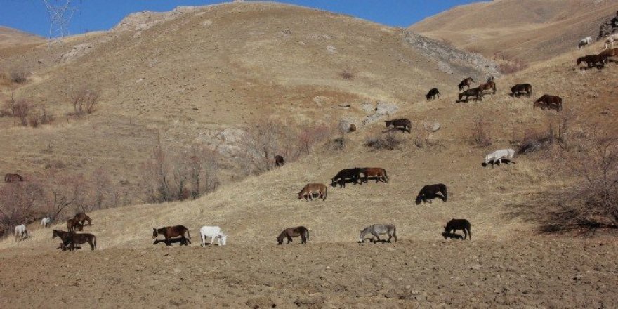 Hakkari’de 60 katır koruma altında