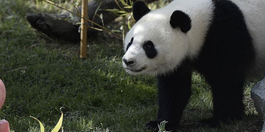 Panda yavrusu hayvanat bahçesinde ameliyat edildi