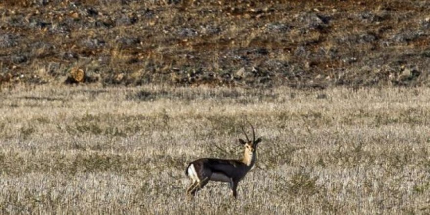 Suriye'den Türkiye'ye kaçan mülteci ceylanlar