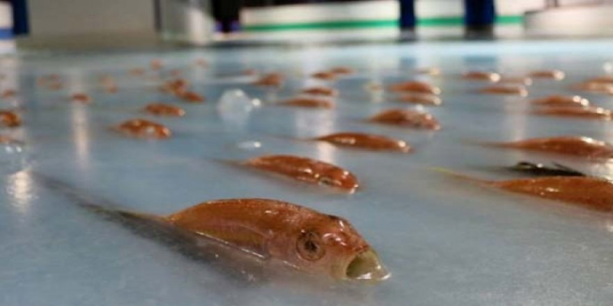 Japonya'da dondurulmuş balıklı buz pisti kapatıldı
