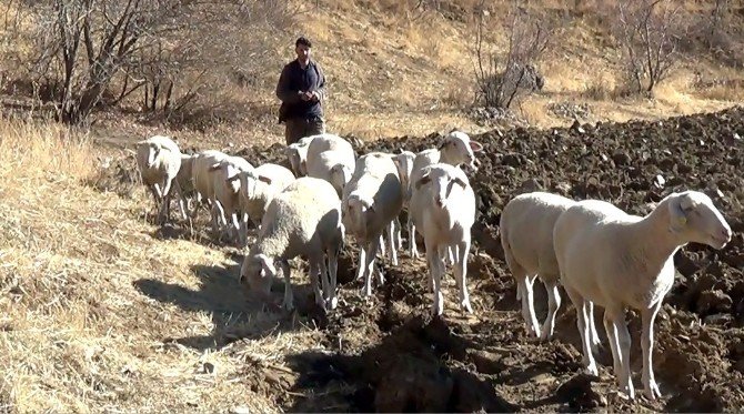 Hakkari’de Fransa koyunu dönemi