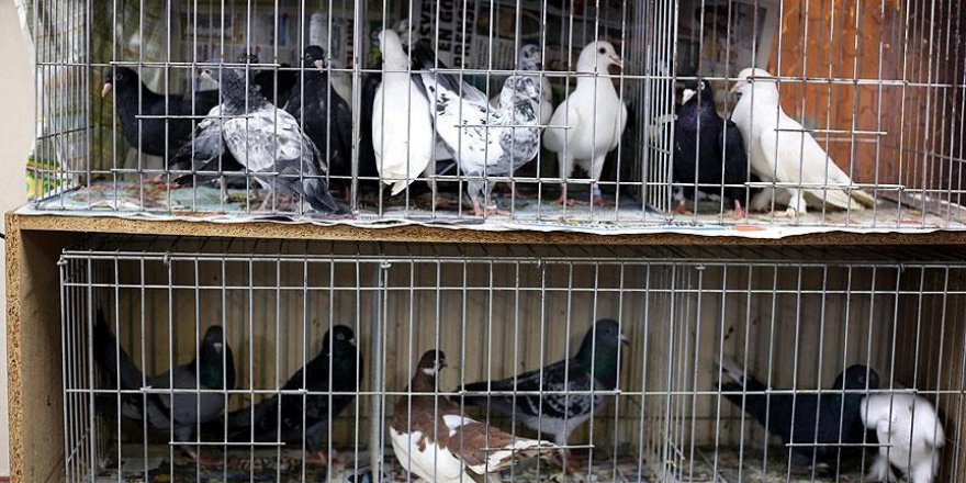 Güvercinler taklayı bu kez 'Perihan' için attı