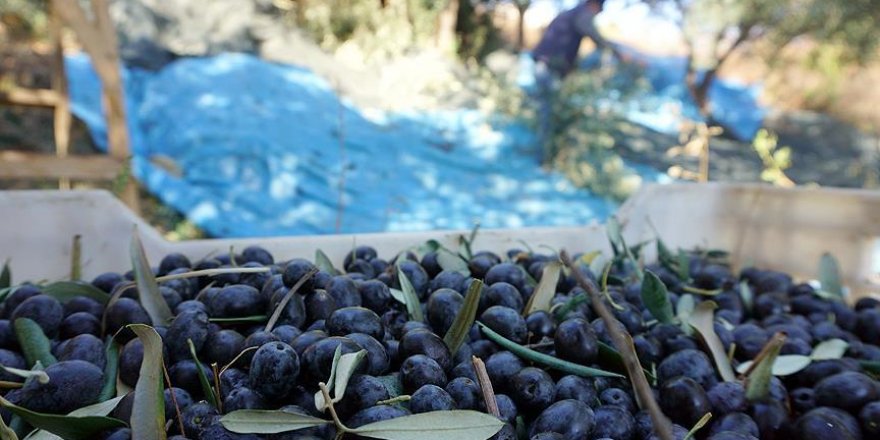 Zeytin üreticisine 'kar payı' müjdesi