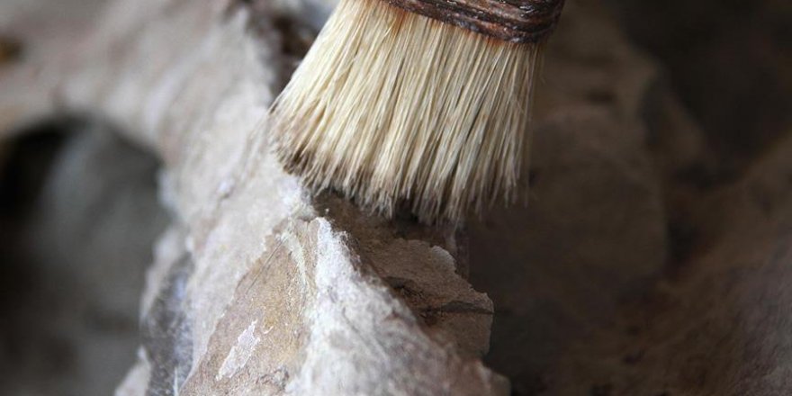 2,5 milyar yıllık bakteri fosilleri bulundu