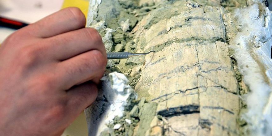 Güney Kutbu'nda yeni böcek türü fosili bulundu
