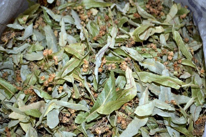 Havaların soğumasıyla ıhlamura rağbet arttı