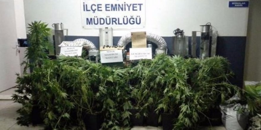 Villaya yapılan baskında 'Sihirli mantar' bulundu