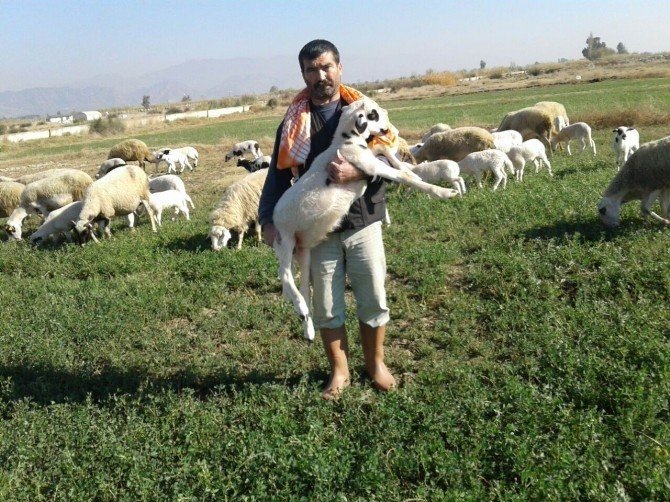 Aydın’da çobanlar toplanamadı