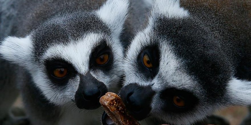 'Üşüyen lemurlar'a özel ısıtıcı