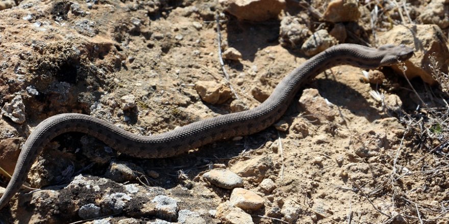 Ağrı Dağı'nda "Koca engerek" görüntülendi